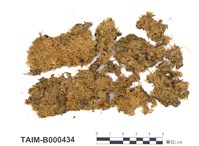 藏品(南亞麻錦苔)的圖片